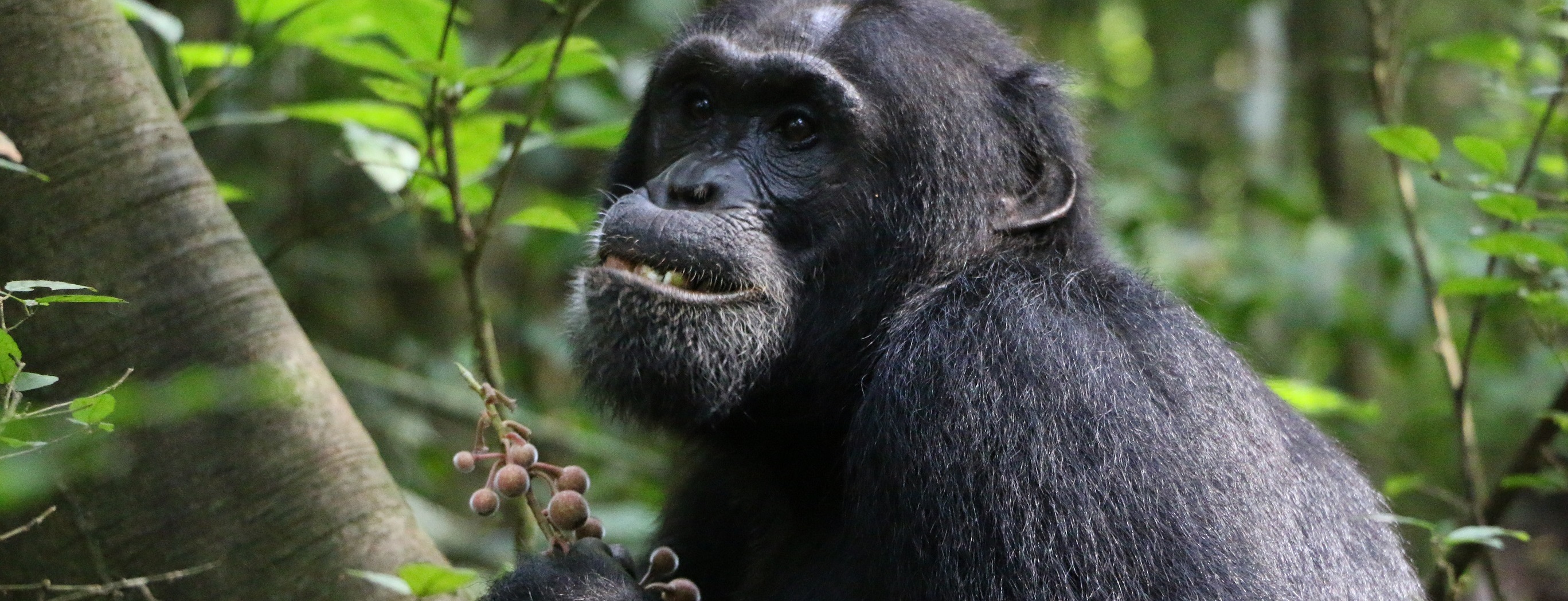 chimpanzee sitting in tree eating brown fruit